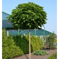 Катальпа бігнонієвидна Нана  Catalpa bignonioides 'Nana'